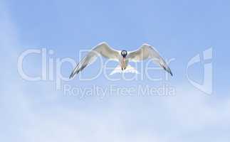 Elegant tern, Thalasseus elegans, flying