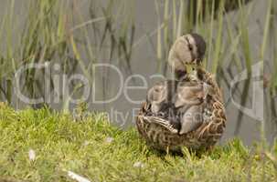 Wild Mallard duck bird, Anas platyrhynchos