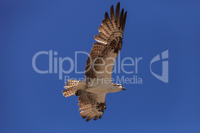 Osprey bird, Pandion haliaetus, flies