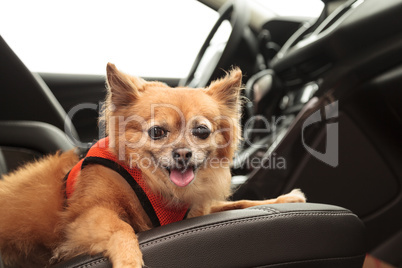 Pomeranian and Chihuahua mix dog goes for a ride in the car.