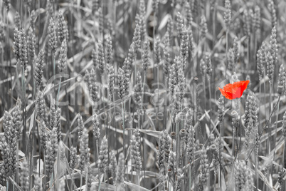 Red poppy in the wheat