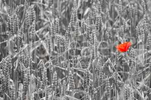 Red poppy in the wheat