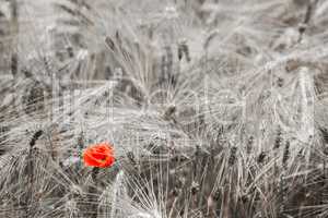 Red poppy in the wheat