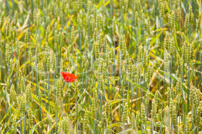 Red poppy in the wheat