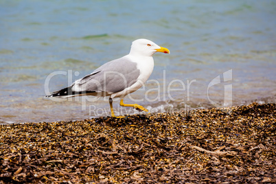 Standing seagull