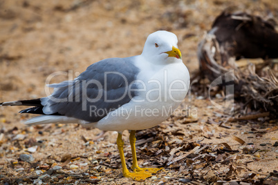 Standing seagull