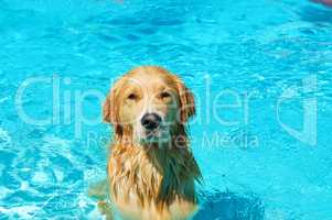 Dog in the pool