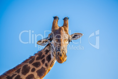 African Giraffa