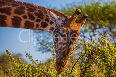 African Giraffa