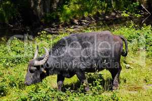 Wasserbüffel-Bubalus bubalis