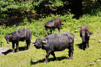 Wasserbüffel-Bubalus bubalis