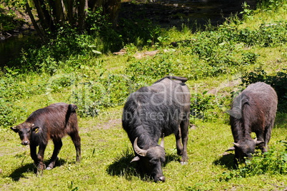Wasserbüffel-Bubalus bubalis
