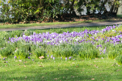 Lila Krokusse im Frühling