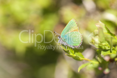 Grüne Zipfelfalter - Callophrys rubi