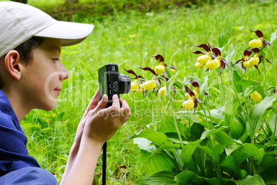 Bub fotografiert Frauenschuhorchideen