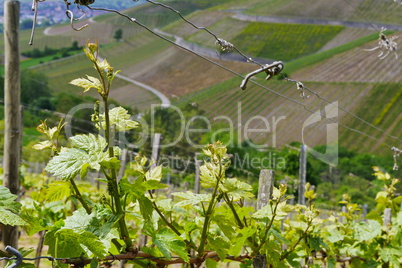 Weinlage in Thüngersheim am Main