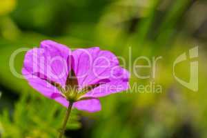 Blutroter Storchschnabel-Blüte