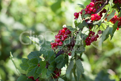 bush with red berries