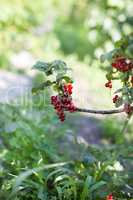 bush with red berries