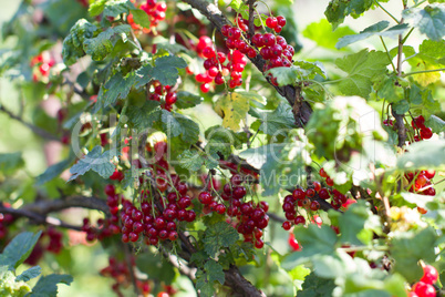 bush with red berries