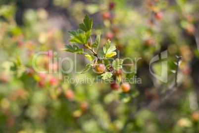 bush with red berries