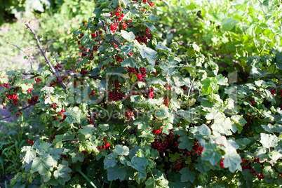 bush with red berries