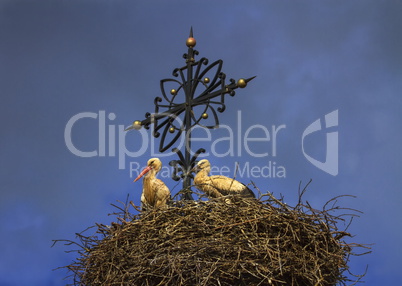 Two european white storks, ciconia, in the nest