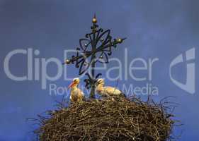Two european white storks, ciconia, in the nest