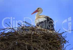 European white stork, ciconia, in the nest