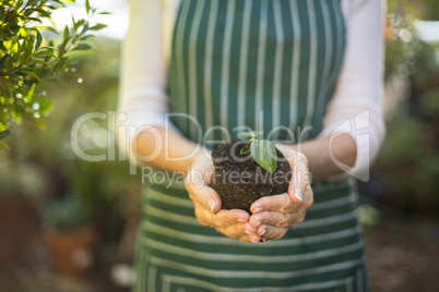 Female gardener holding sapling
