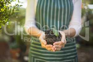 Female gardener holding sapling