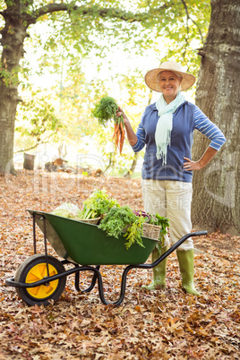 Portrait of confident gardener with vegetables in wheelbarrow at