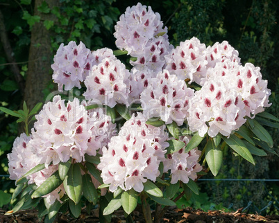 Rhododendron Calsap