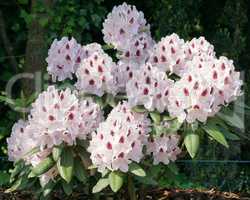 Rhododendron Calsap