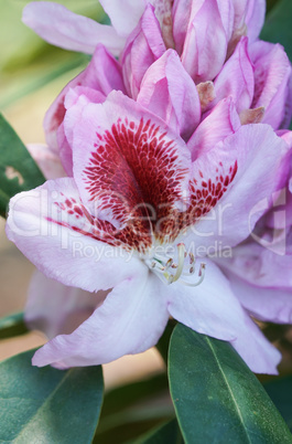 Rhododendron Belami