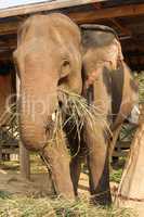 Elefant, Laos, Asien