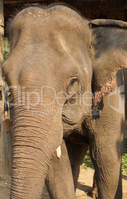 Elefant, Laos, Asien
