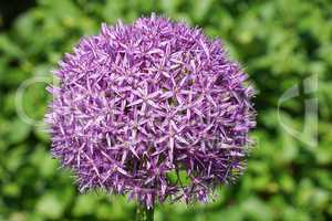 Allium Globemaster