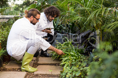Male scientists inspecting plants