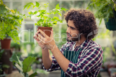 Male gardener examining potted plant