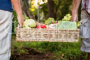 Midsection of colleague carrying vegetables crate at garden