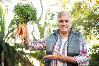 Portrait of mature gardener with carrots at farm