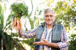 Portrait of mature gardener with carrots at farm