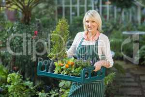 Mature female gardener carrying plants in crate