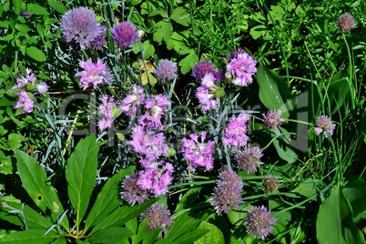 Lila Nelken und Schnittlauchblüten