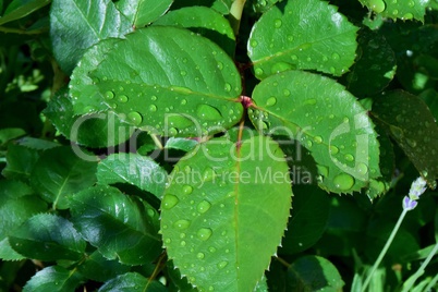 Rosenblätter mit Wassertropfen