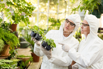 Female scientists in clean suit examining saplings