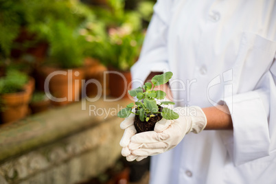 Scientist holding plants at greenhouse
