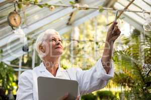 Female scientist examining creeper plant at greenhouse