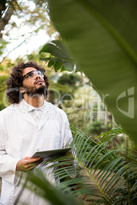 Scientist inspecting plants at greenhouse